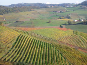 Weinberge Piemont im Herbst rund um Barolo, Novello, La Morra