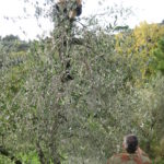 Olivenernte manuell Toskana 2009