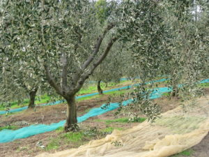 manuelle Olivenernte in der Toskana November