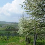 Piemont im Fruehling wundervoll