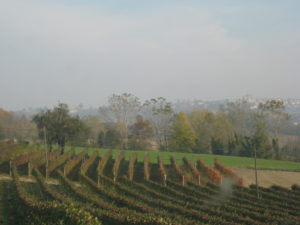 Piemont Weinberge im November
