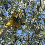 Olivenernte Toskana mit Hake
