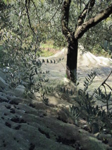 Toskana Olivenernte mit Netzen