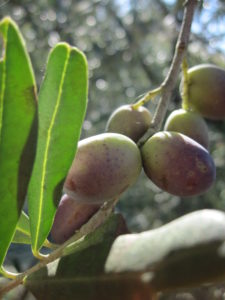 toskanische Oliven