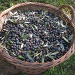 toskanische schwarze Oliven