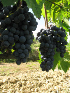 Weinprobe Chianti Toskana
