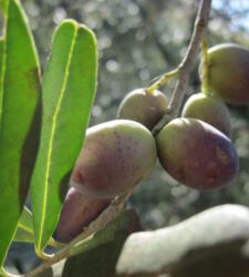 Olivenernte in der Toskana 2010: eine echte Anstrengung